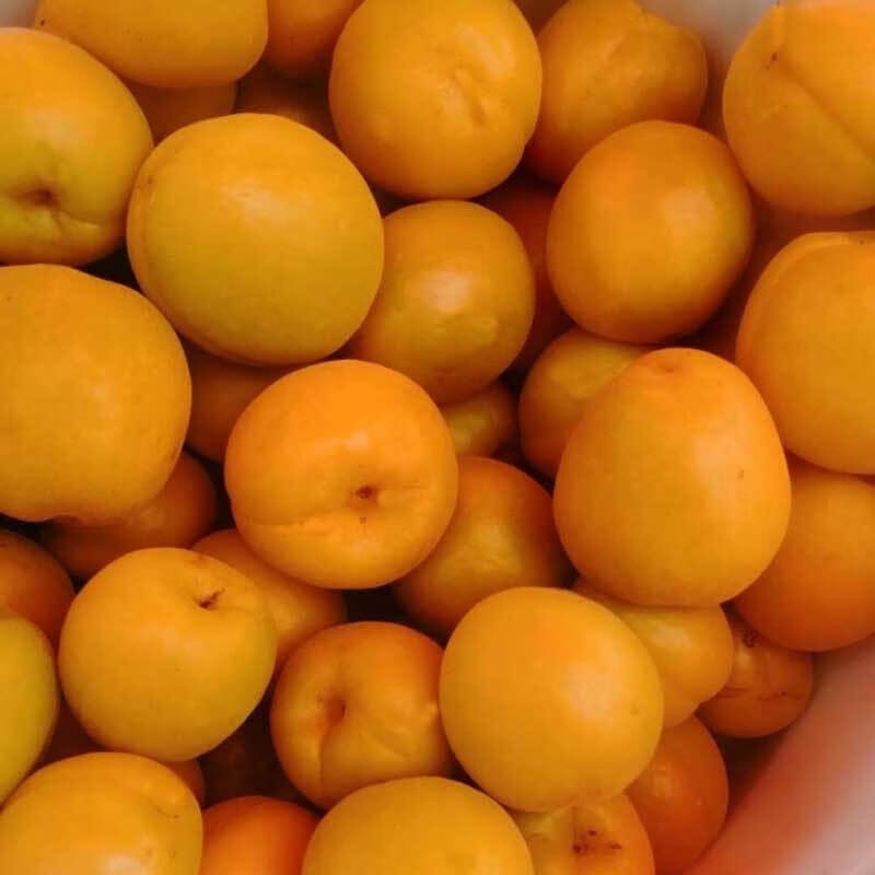 泽鲜达陕西大黄杏新鲜孕妇水果当季时令鲜果杏杏子 净重2斤